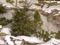 japonská zahrada v zimě (15)
