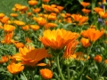 calendula-933760_1280