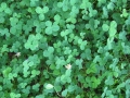 clover-1185568_1280