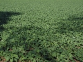 field-767388_1280