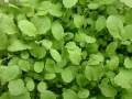 green-585484_1280