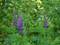 lupine-366976_1280