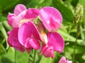 pea-1471289_1280