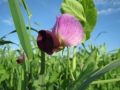pisum-sativum-848825_1280