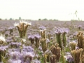 tansy-phacelia-380816_1280