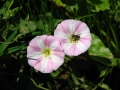 vetch-381510_1280