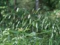 wild-oats-1509728_1280