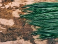 chives-1031315_640