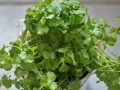 coriander-3930225_640