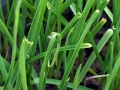 garlic-grass-2978141_640