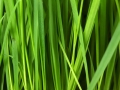 grass-16044_640