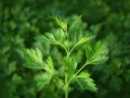 parsley-2754321_640