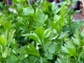 parsley-498614_640