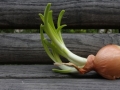 plant-wood-bench-leaf-flower-bloom-968659-pxhere.com