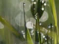 water-nature-grass-outdoor-drop-dew-583666-pxhere.com