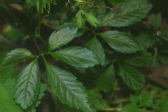 Gynostemma_pentaphyllum_1