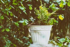 fern-4295425_1280