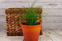 grass-plant-wood-flower-herb-soil-1192200-pxhere.com_