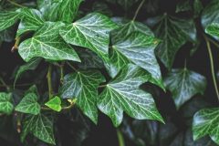 ivy-4383299_1280