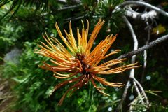 mountain-pine-181698_1280