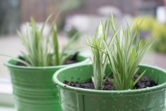 nature-grass-plant-lawn-flower-petal-715582-pxhere.com_