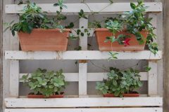 plant-flower-window-balcony-green-herb-602087-pxhere.com_