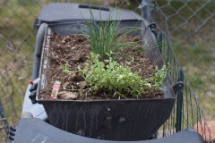 plant-leaf-flower-herb-backyard-soil-346943-pxhere.com_