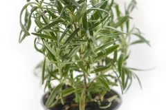 tree-grass-branch-blur-growth-plant-1079455-pxhere.com_