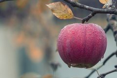 apple-1122537_640