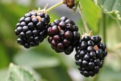 blackberries-1539540_640