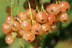 currants-1496075_640