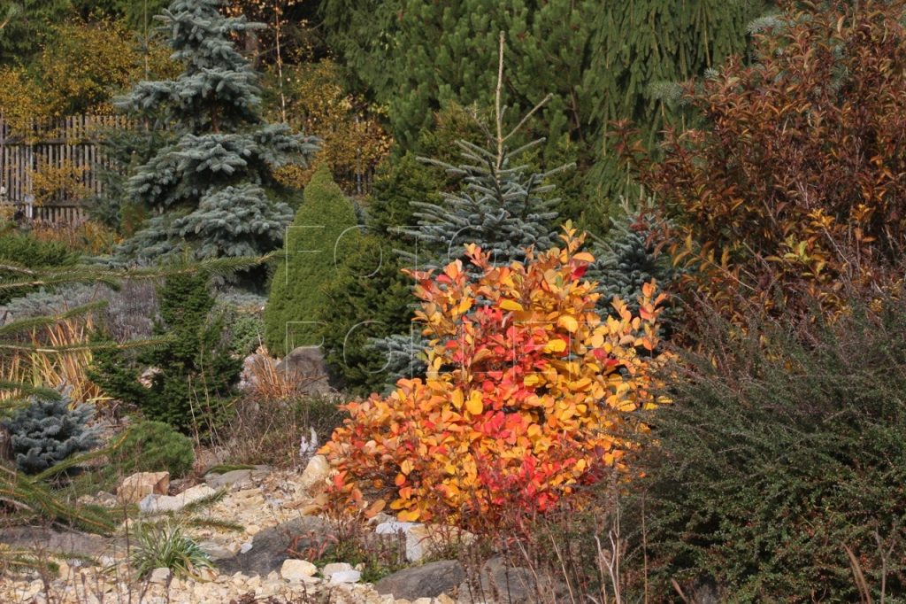Podzimní zahrada může hýřit barvami.