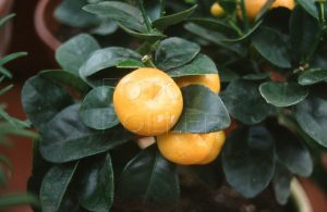 Citrusy v subtropické zahradě