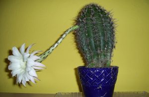 I kaktusy potřebují správné hnojení