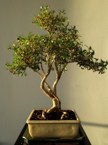 Pokojová bonsaj