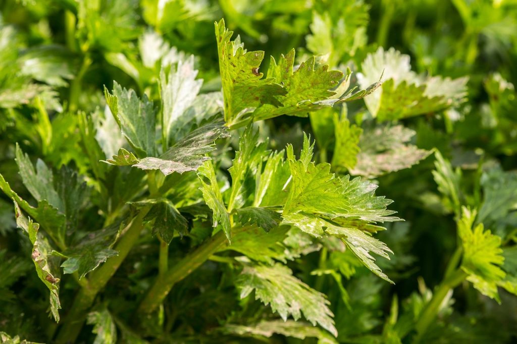 celerové listy vhodné pro vaření