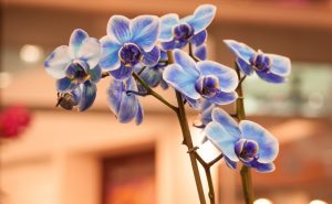 Zemní orchideje vyžadují jiné hnojení, než ty epifytní