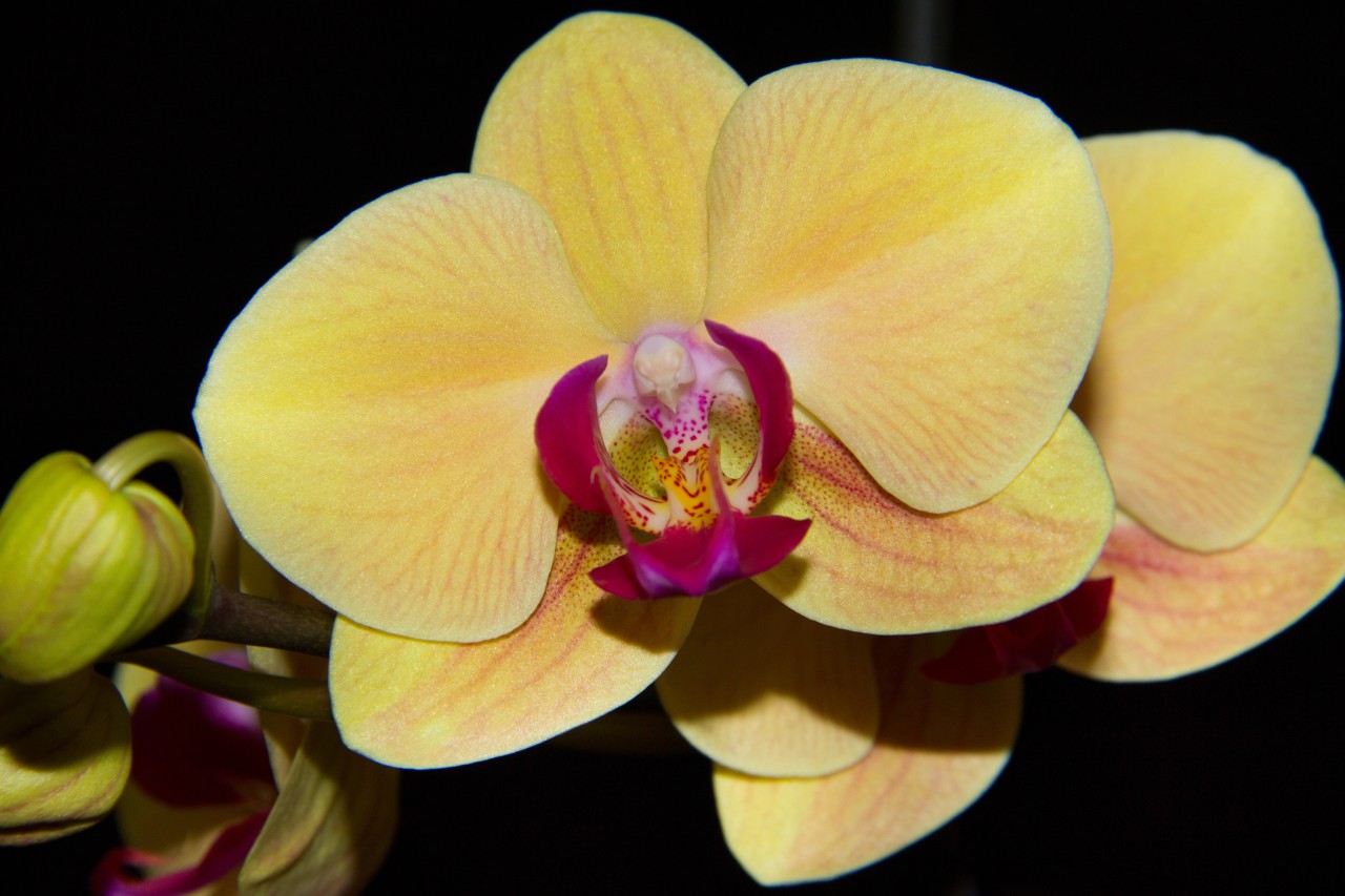 Orchidej Phalaenopsis vyžaduje správnou výživu