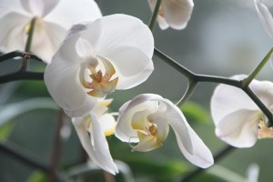 orchid-4780