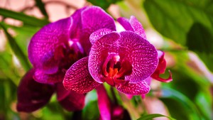 orchid-670438