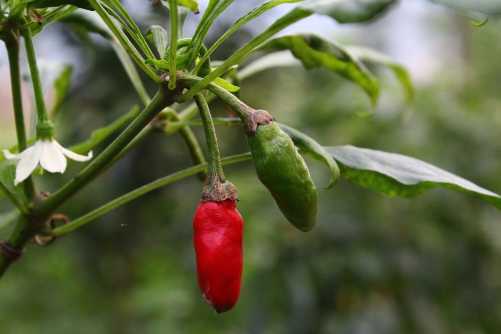 Rostlina chilli papriky