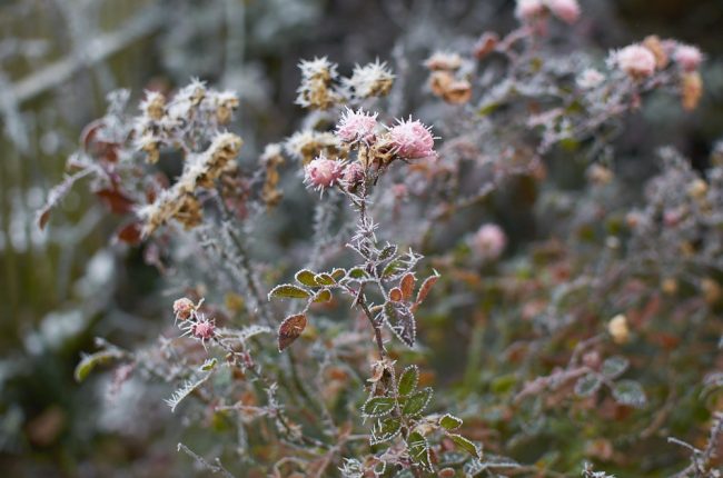 Krystalky ledu na stromkové růži na počátku zimy.