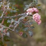 Krystalky ledu na stromkové růži na počátku zimy.