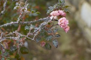 Krystalky ledu na stromkové růži na počátku zimy.