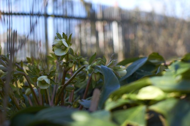 Čemeřice kvete neúnavně již od počátku zimy.