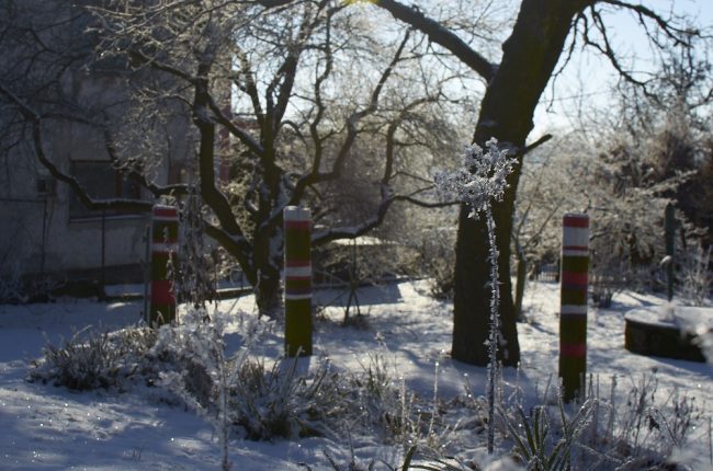 Jinovatka nachytaná na uschlých trvalkových květenstvích.