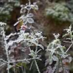 Krystalky ledu na listech sporýše argentinského utvořily překrásné jehličky.