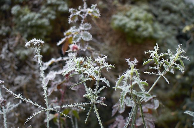 Krystalky ledu na listech sporýše argentinského utvořily překrásné jehličky.