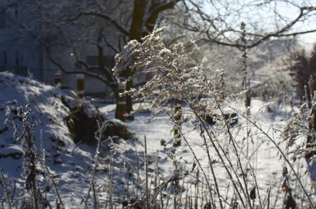 Uschlé květenství zlatobýlu ozdobené jinovatkou.