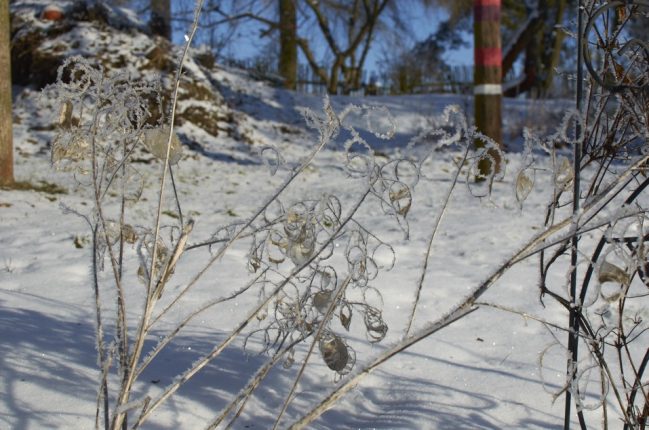 Měsíčnice dlouletá lidově nazývaná "penízek".